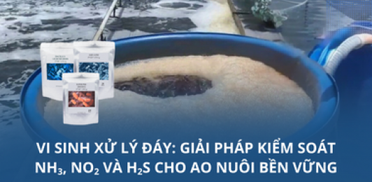 Vi sinh xử lý đáy: Giải pháp kiểm soát NH3, NO2 và H2S cho ao nuôi bền vững